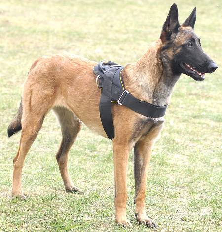 Belgian Malinois Nylon Multi-purpose Dog Harness✬ - Click Image to Close